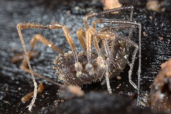 Media type: image; Invertebrate Zoology 138097